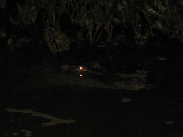 Hedland Croc 2 Hedland Croc 2